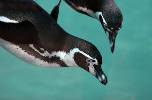 Manchot de Humboldt Spheniscus humboldti Humboldt Penguin